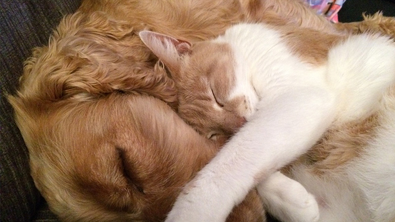 Voeding voor onze kat of hond